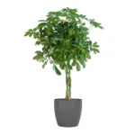 Schefflera Arab Nora mit Viber grau – ↨70 cm – Ø21