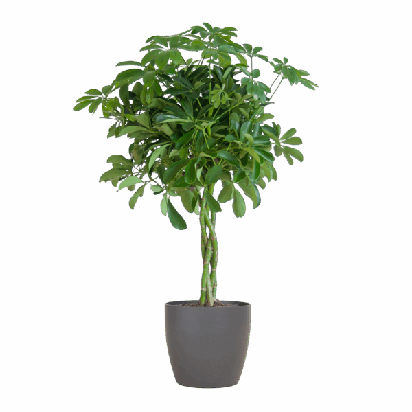 Schefflera Arab Nora mit Viber grau – 70 cm – Ø21
