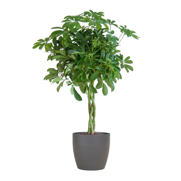 Schefflera Arab Nora mit Viber grau – ↨70 cm – Ø21