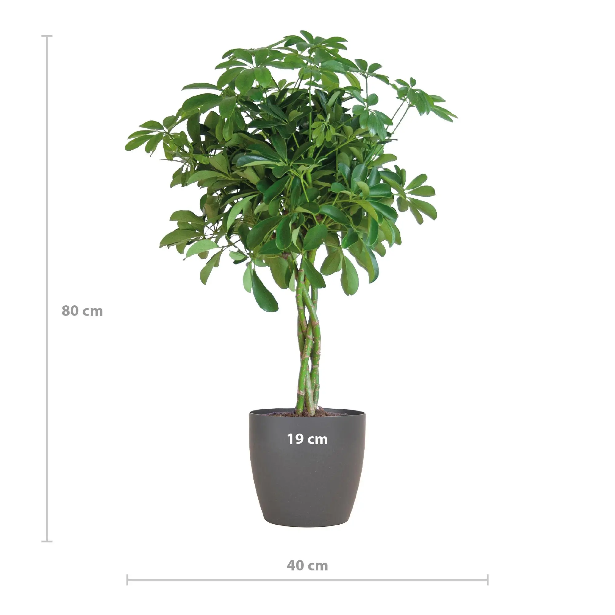 Schefflera Arab Nora mit Viber grau – ↨70 cm – Ø21 2 Schefflera Arab Nora mit Viber grau – ↨70 cm – Ø21