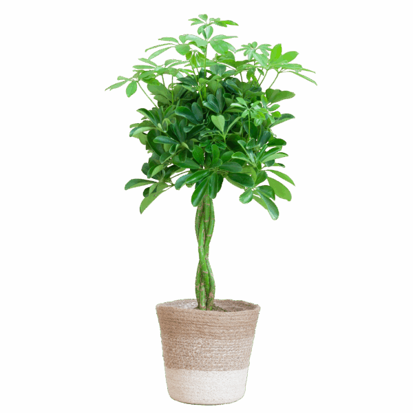 Schefflera Arab Nora mit Pflanzkorb Lissabon weiß - 70cm - Ø21