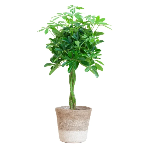 Schefflera Arab Nora mit Pflanzkorb Lissabon weiß - ↨70cm - Ø21