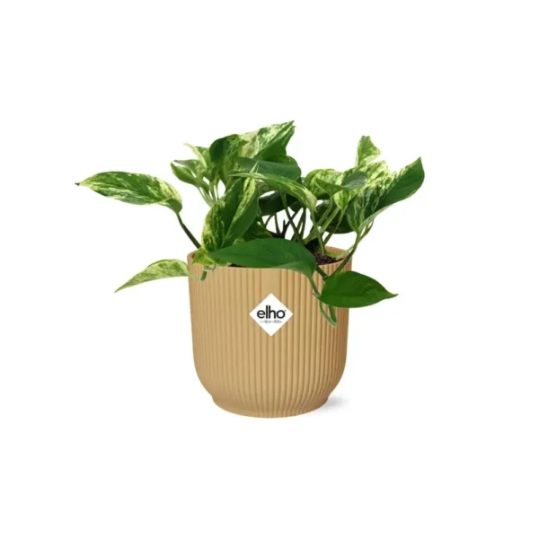 Scindapsus (Epipremnum) Marble Queen in ELHO Vibes Fold 14cm gelb