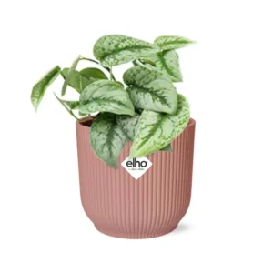 Scindapsus Pictus ‘Trebie’ in ELHO Vibes Fold 14cm rosa