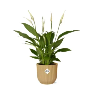 Spathiphyllum 12 Cm Torelli in ELHO Vibes Fold 14cm gelb