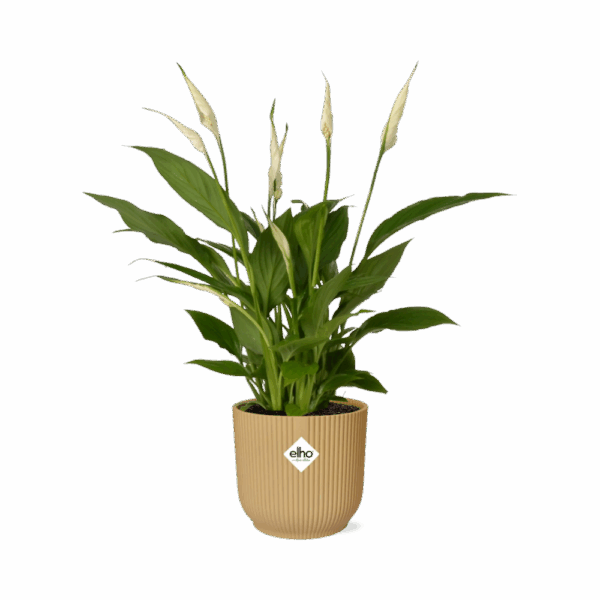 Spathiphyllum 12 Cm Torelli in ELHO Vibes Fold 14cm geel