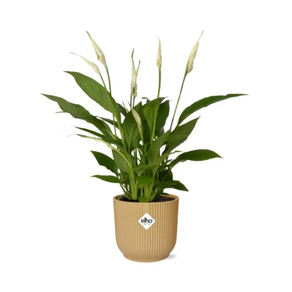 Spathiphyllum 12 Cm Torelli in ELHO Vibes Fold 14cm gelb