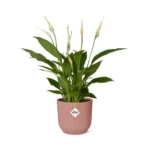 Spathiphyllum 12 Cm Torelli in ELHO Vibes Fold 14cm rosa