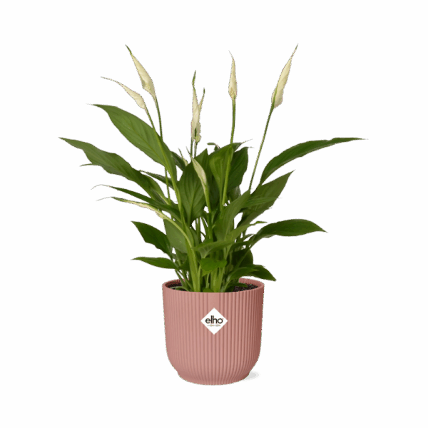 Spathiphyllum 12 Cm Torelli in ELHO Vibes Fold 14cm roze