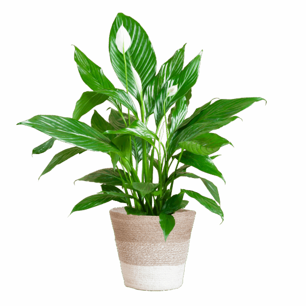 Spathiphyllum mit Korb Lissabon weiß - 80cm - Ø21
