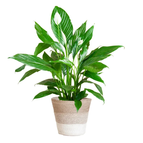 Spathiphyllum mit Korb Lissabon weiß - ↨80cm - Ø21