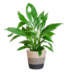 Spathiphyllum mit Korb Lissabon Schwarz - 80cm - Ø21