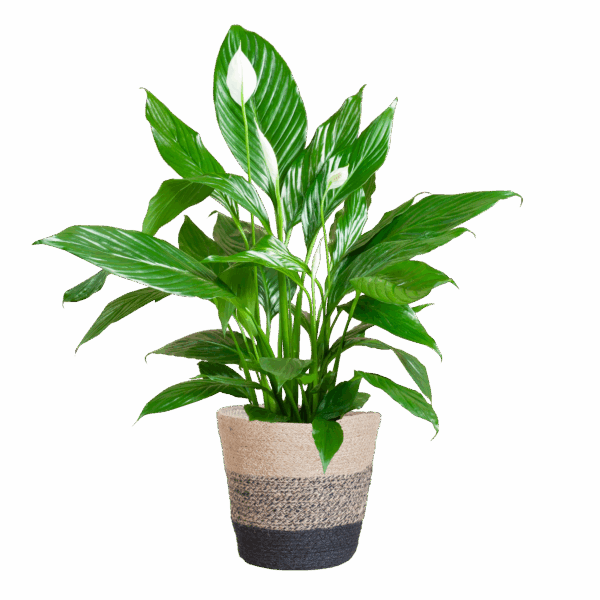 Spathiphyllum mit Korb Lissabon Schwarz - 80cm - Ø21