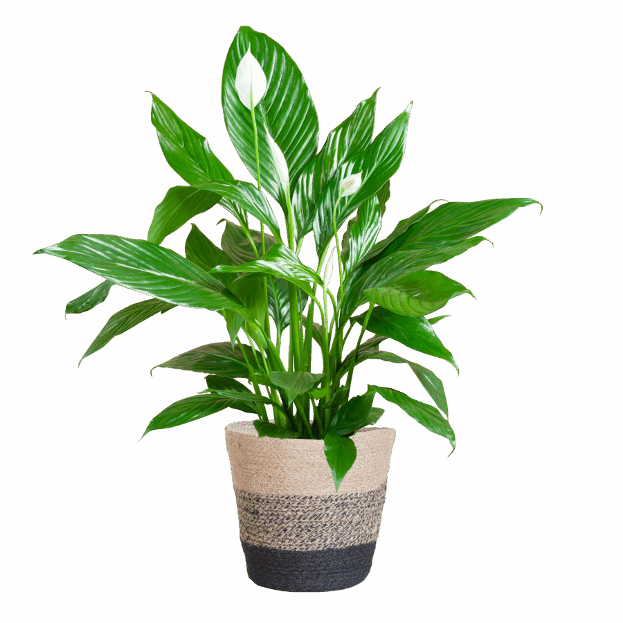 Spathiphyllum mit Korb Lissabon Schwarz - 80cm - Ø21