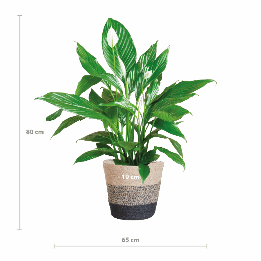 Spathiphyllum mit Korb Lissabon Schwarz - 80cm - Ø21 – Bild 2