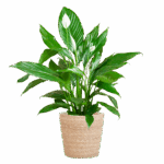 Spathiphyllum mit Korb Sofia natur - 80cm - Ø21