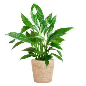 Spathiphyllum mit Korb Sofia natur - ↨80cm - Ø21