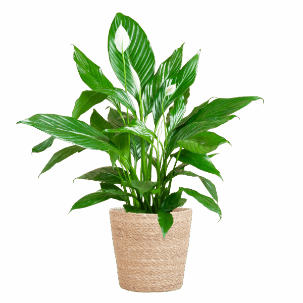 Spathiphyllum mit Korb Sofia natur - 80cm - Ø21
