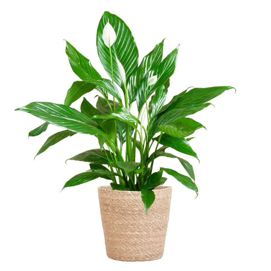 Spathiphyllum mit Korb Sofia natur - 80cm - Ø21