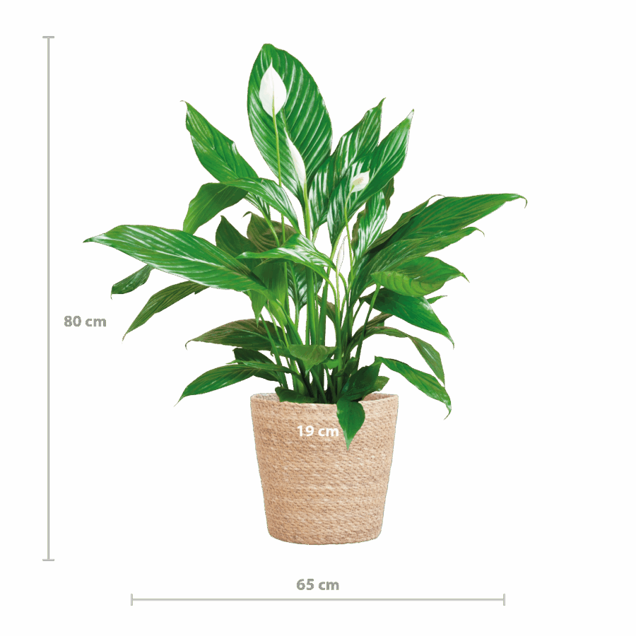 Spathiphyllum mit Korb Sofia natur - 80cm - Ø21 – Bild 2