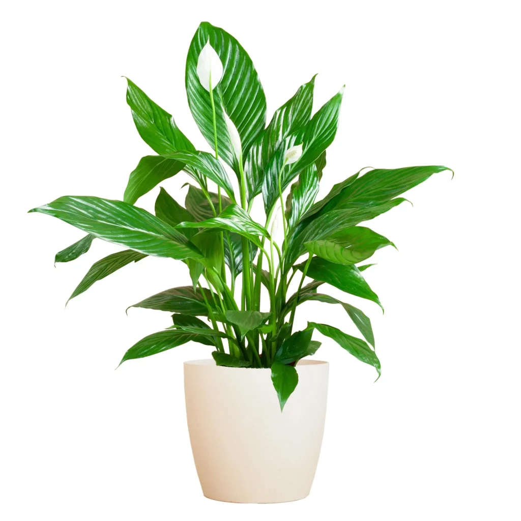 Spathiphyllum mit Viber weiß – ↨80 cm – Ø21