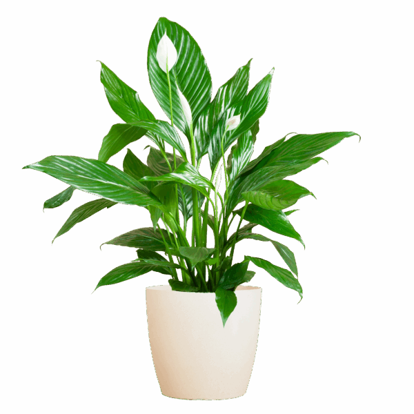 Spathiphyllum mit Viber weiß – 80 cm – Ø21
