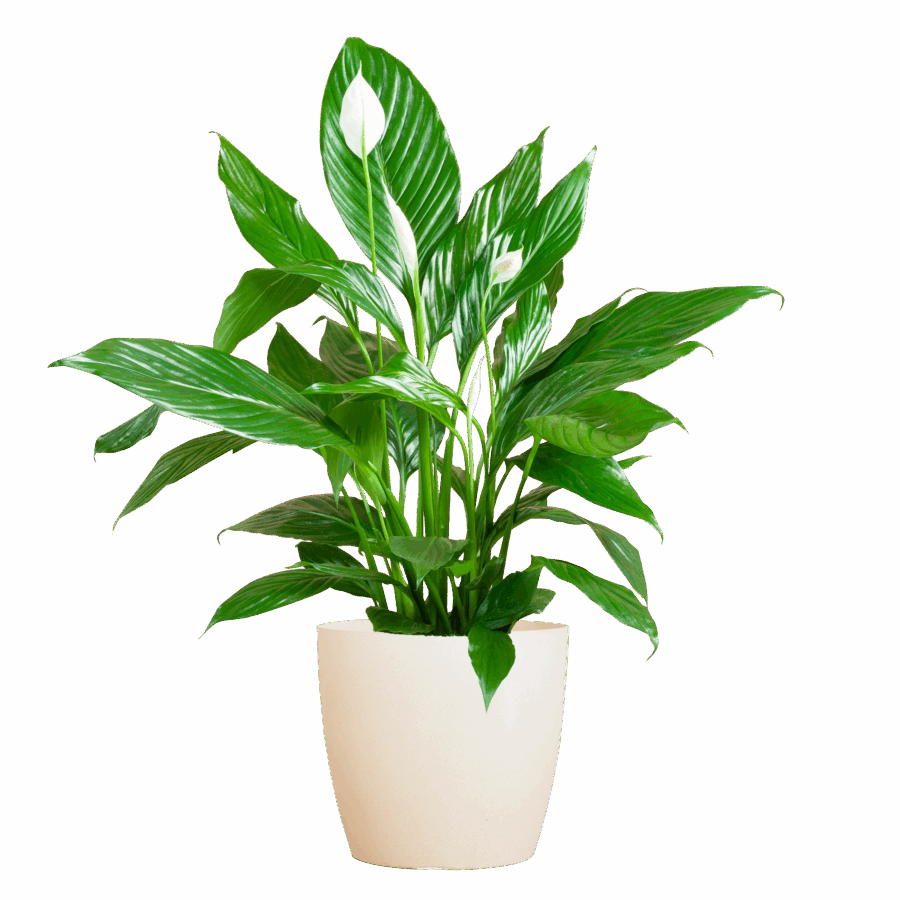 Spathiphyllum mit Viber weiß – 80 cm – Ø21