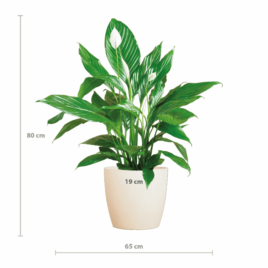 Spathiphyllum mit Viber weiß – 80 cm – Ø21 – Bild 2