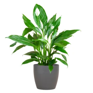 Spathiphyllum mit Viber grau – ↨80 cm – Ø21