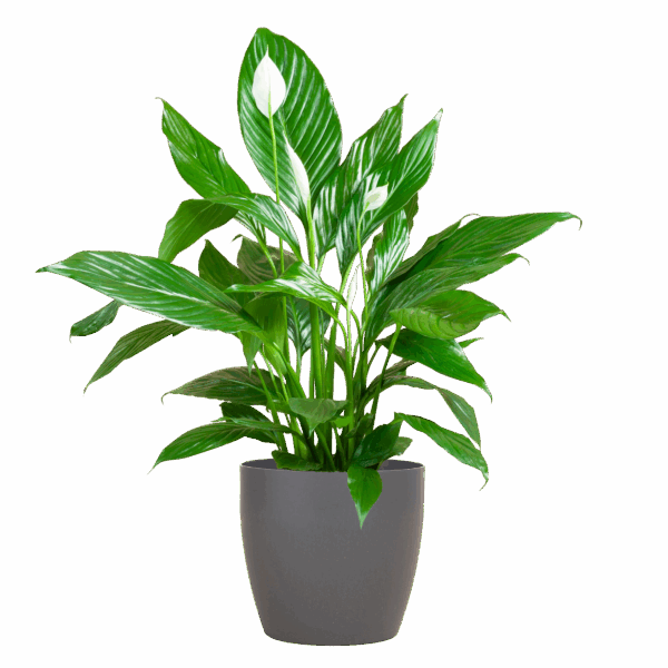Spathiphyllum mit Viber grau – 80 cm – Ø21