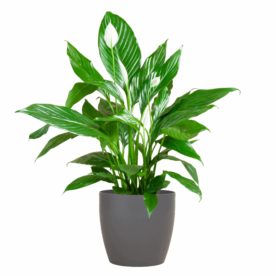 Spathiphyllum mit Viber grau – 80 cm – Ø21