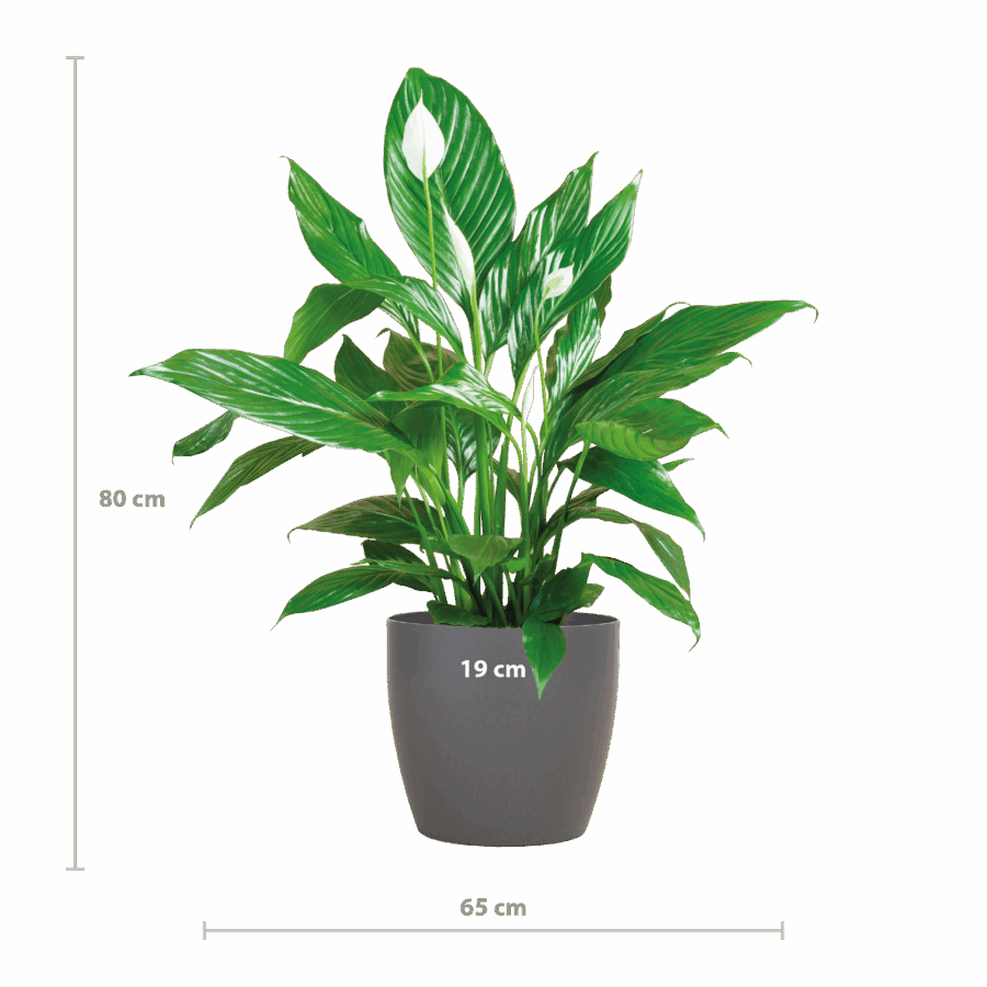 Spathiphyllum mit Viber grau – 80 cm – Ø21 – Bild 2
