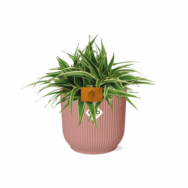 Chlorophytum Ocean 15cm in ELHO Vibes Fold 16cm round delicate pink
