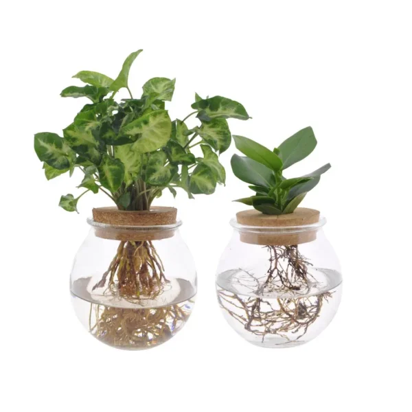Bolglas Duo Clusia/Syngonium Green - 2 Stücke - Ø12cm - ↨30cm