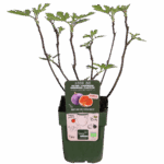 Feigenbaum Gustissimo Perretta - Ø13 - ↨45cm