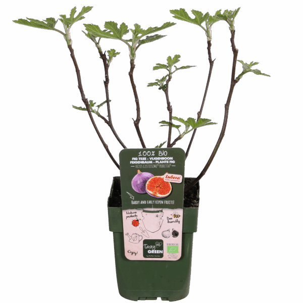 Feigenbaum Gustissimo Perretta - Ø13 - ↨45cm