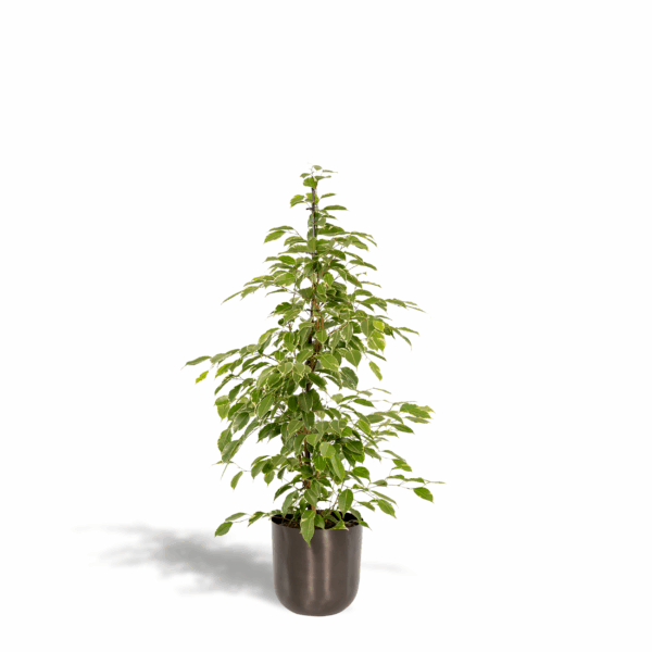 Feigenbaum benjamina Goldenking - Ø21cm - ↕95cm + Topf Mayk Lead