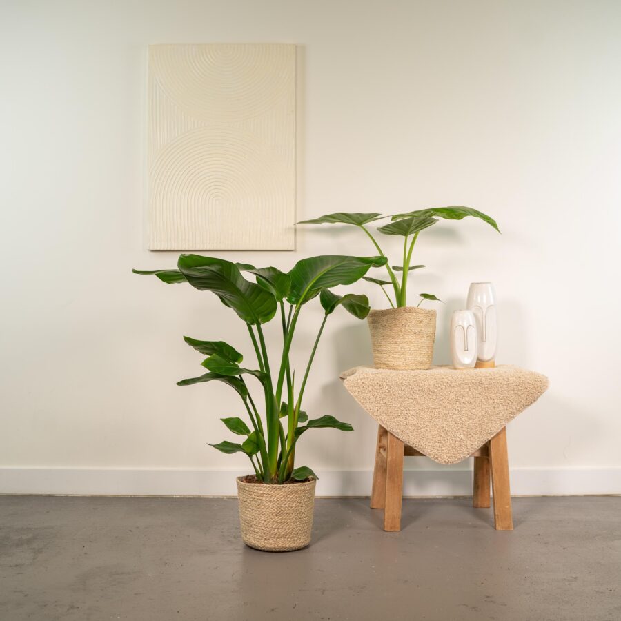 Strelitzia Nicolai - Ø19cm - ↕85cm + Alocasia Macrorrhiza - Ø19cm - ↕70cm + Korb Selin – Bild 2