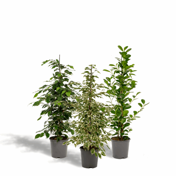 Feigenbaum Benjamina Danielle - Ø21cm - ↕95cm + Ficus Benjamina Twilight - Ø21cm - ↕95cm + Ficus Microcarpa Moclame - Ø21cm - ↕95cm