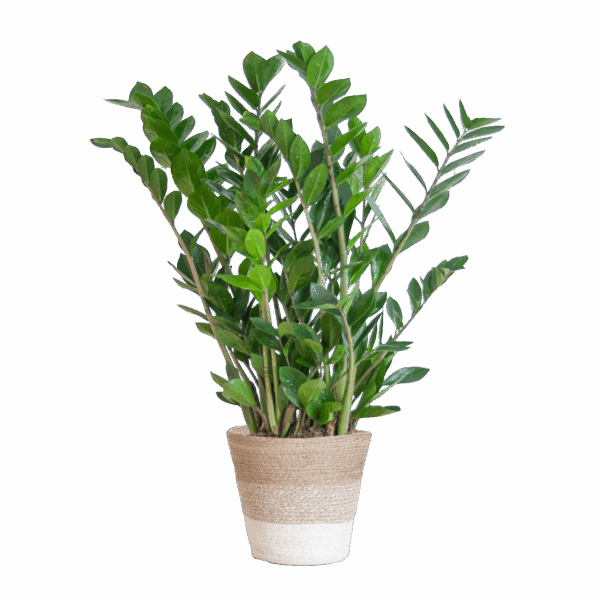 Glücksfeder Zamioculcas Zamiifolia mit Pflanzkorb Lissabon weiß - 80cm - Ø21