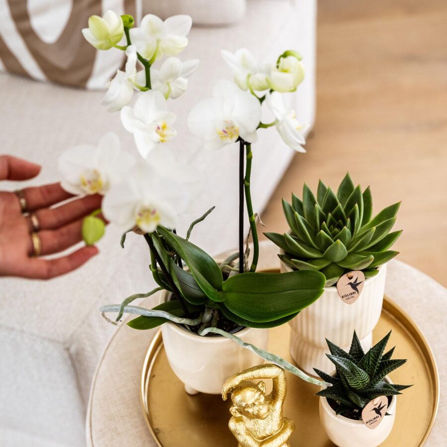 Kolibri Company | Komplettes Pflanzenset Luxury Living | Grünpflanzen mit weißer Phalaenopsis-Orchidee inkl. Keramik-Ziertöpfe und Zubehör – Bild 3