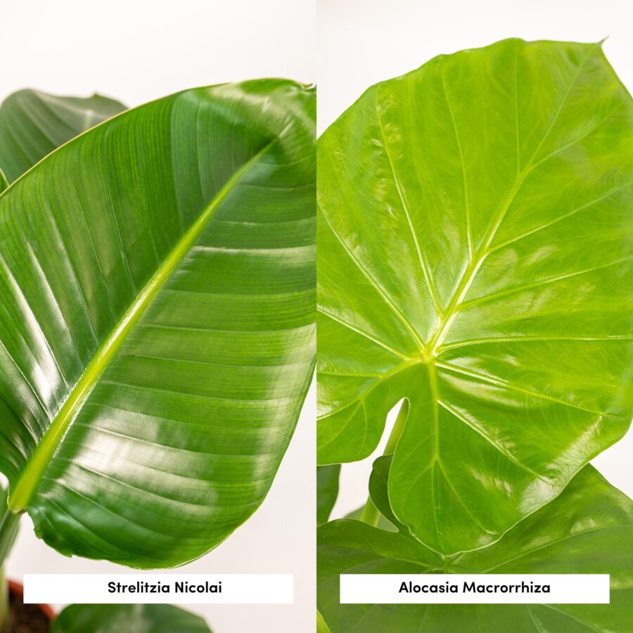 Strelitzia Nicolai - Ø19cm - ↕85cm + Alocasia Macrorrhiza - Ø19cm - ↕70cm + Korb Selin – Bild 3