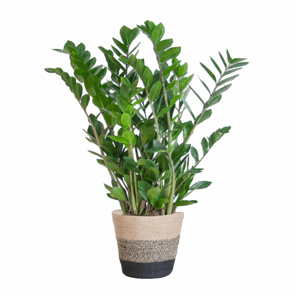 Glücksfeder Zamioculcas Zamiifolia mit Pflanzkorb Lissabon Schwarz - 80cm - Ø21