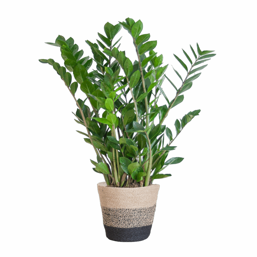 Glücksfeder Zamioculcas Zamiifolia mit Pflanzkorb Lissabon Schwarz - 80cm - Ø21