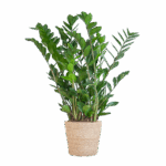Glücksfeder Zamioculcas Zamiifolia mit Sofia-Korb natur - 80cm - Ø21