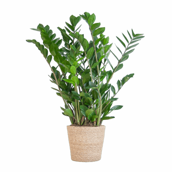 Glücksfeder Zamioculcas Zamiifolia mit Sofia-Korb natur - 80cm - Ø21