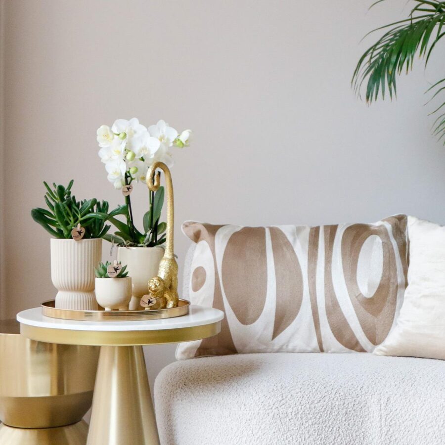 Kolibri Company | Komplettes Pflanzenset Luxury Living | Grünpflanzen mit weißer Phalaenopsis-Orchidee inkl. Keramik-Ziertöpfe und Zubehör – Bild 7