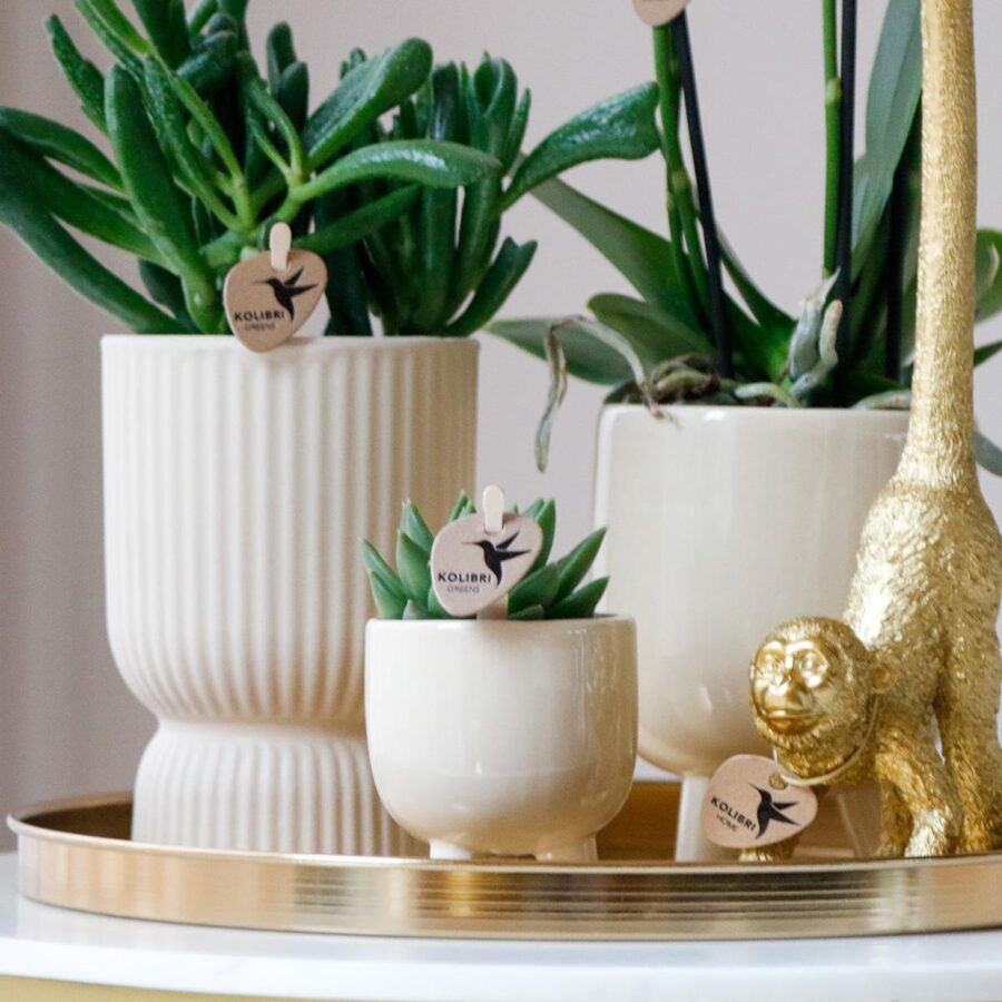 Kolibri Company | Komplettes Pflanzenset Luxury Living | Grünpflanzen mit weißer Phalaenopsis-Orchidee inkl. Keramik-Ziertöpfe und Zubehör – Bild 8