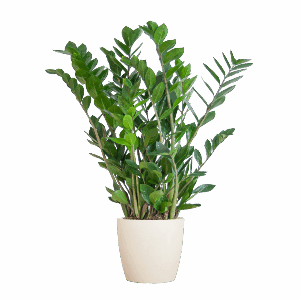 Glücksfeder Zamioculcas Zamiifolia mit Viber Weiß - 80cm - Ø21