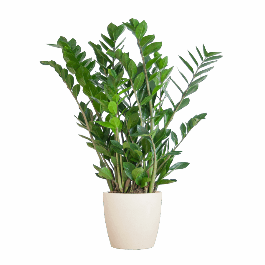 Glücksfeder Zamioculcas Zamiifolia mit Viber Weiß - 80cm - Ø21